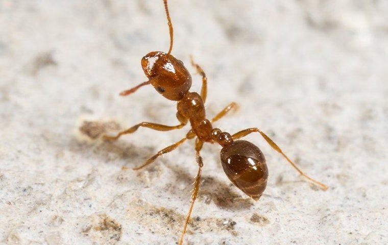 Ant